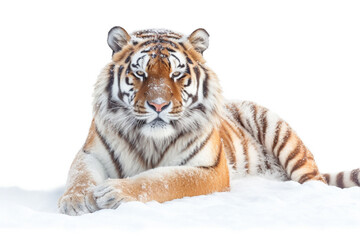 Fototapeta na wymiar Siberian tiger lying on snow isolated on white background
