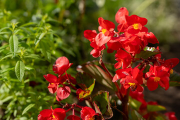 Obraz premium red blooming begonia in summer