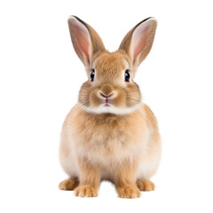 Fototapeta premium Cute Rabbit Isolated. Illustration AI Generative.