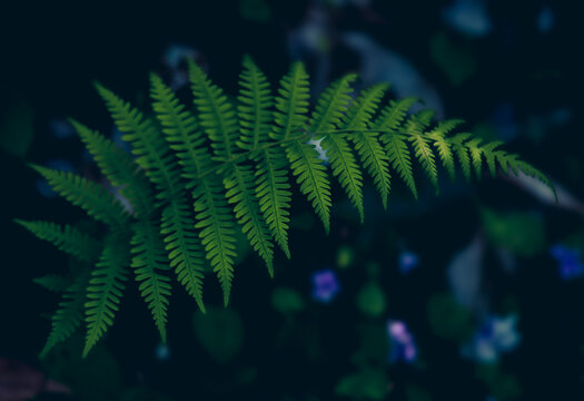 Forest Fern