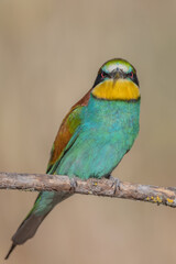 Bee-eater (Merops apiaster)