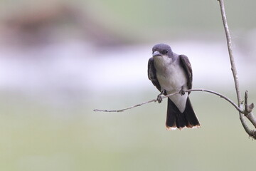 Eastern kingbird perched beside river against blurry background. 