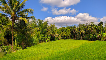 Fototapeta na wymiar View of green rice fields with trees in indonesia