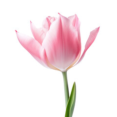 Tulip Flower Isolated. Illustration AI Generative.