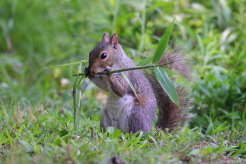 Grey squirrel eating bamboo. 