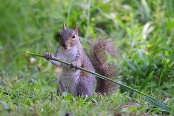 Grey squirrel eating bamboo. 