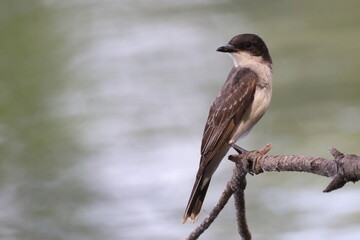 Eastern kingbird perched beside river against blurry background. 