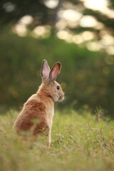 Adult rabbit in green field in spring. Lovely bunny has fun in fresh garden. Adorable rabbit plays and is relax in nature green grass.