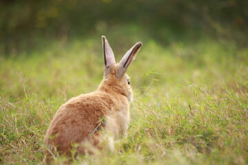Adult rabbit in green field in spring. Lovely bunny has fun in fresh garden. Adorable rabbit plays and is relax in nature green grass.