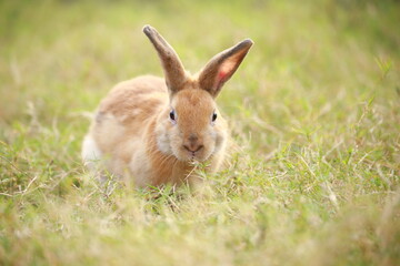 Naklejka na ściany i meble Adult rabbit in green field in spring. Lovely bunny has fun in fresh garden. Adorable rabbit plays and is relax in nature green grass.