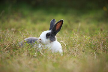 Adult rabbit in green field in spring. Lovely bunny has fun in fresh garden. Adorable rabbit plays and is relax in nature green grass.