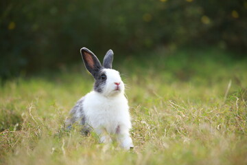 Adult rabbit in green field in spring. Lovely bunny has fun in fresh garden. Adorable rabbit plays and is relax in nature green grass.