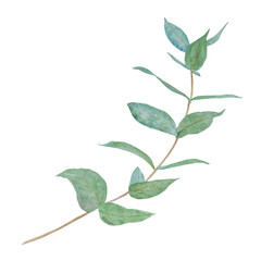 Eucalyptus branch watercolor hand drawn floral illustration. Botanical painting of greenery leaves are isolated. Good as an element in the decorative design of wedding invitations, greetings, textile