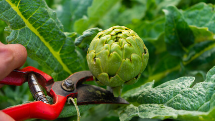 Close-up artichoke