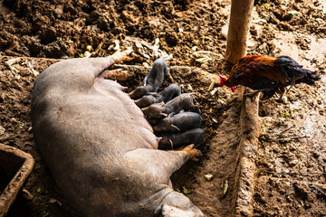 Mother Pig lying with many piglets sucking milk 