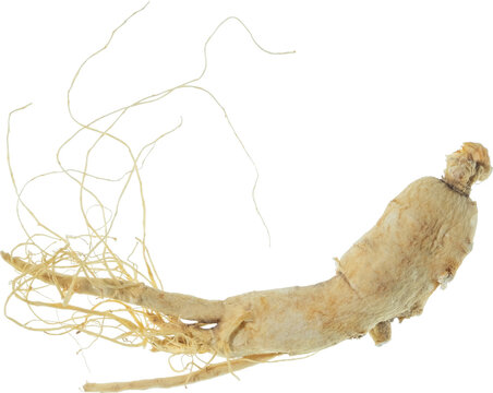 ginseng cut out on transparent background.