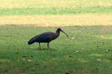Red naped ibis bird with long legs and long downcurved beak walking on green grass lawn in park, indian black ibis bird walks on green lawn, funny large bird with long beak looks for feed