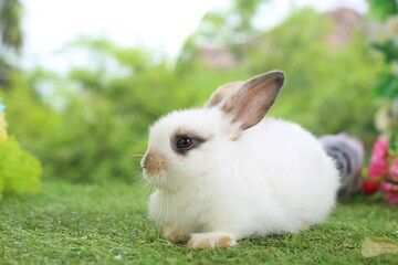 Cute little rabbit on green grass with natural bokeh as background during spring. Young adorable bunny playing in garden. Lovely pet at park