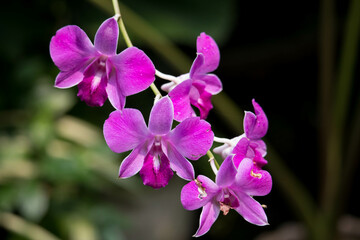 Dendrobium bigibbum, Dendrobium bihumped, or Dendrobium phalaenopsis, or Dendrobium moth is a species of perennial herbaceous plants of the Orchid family, Orchidaceae.