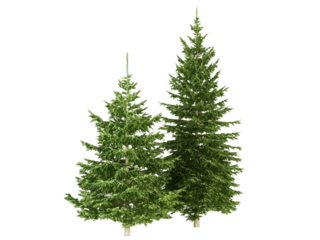 christmas tree isolated on white