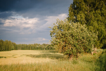 Landscape with a sunny day in the countryside. Fields of legumes and cereals. an oak tree grows in the middle of the field. Latvia.
