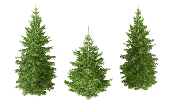 christmas tree isolated on white