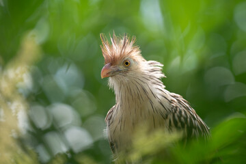 nice photo of a guiro cuckoo sitting in a bush of green leaves in the daylight