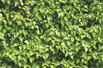Green leaves spring background