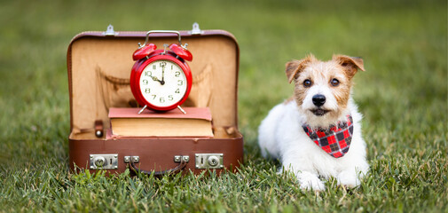 Cute dog looking with retro schoolbag, book and alarm clock. Back to school or puppy training banner.