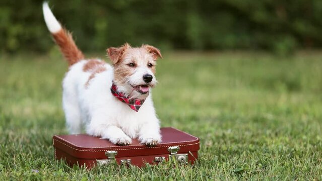 Happy funny dog wagging tail on a retro suitcase in summer. Pet travel, hotel, vacation or holiday.