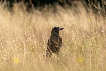 Raven in the grass in Hampstead Heath Park, London