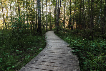 Empty wooden walkway goes through the dark forest