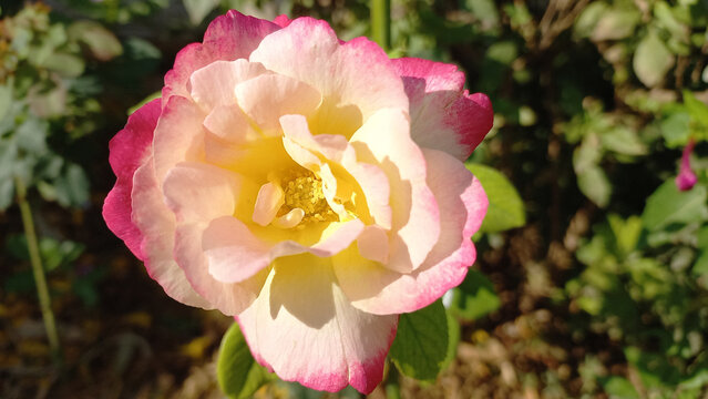 Delight Images