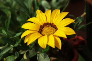 Yellow Gazania or Treasure flower in full bloom, Gazania rigens splendens.