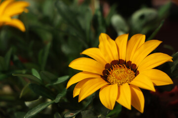 Yellow gazania flower with copy space