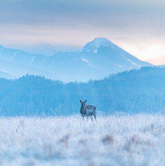 Moose in winter in the Mountains in the sunrise