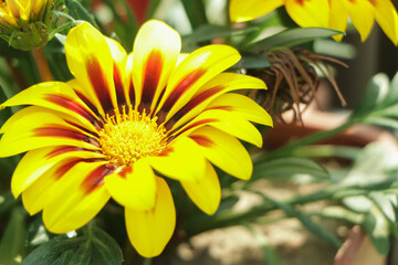 Gazania rigens (syn. G. splendens), sometimes called treasure flower, is a species of flowering plant in the family Asteraceae