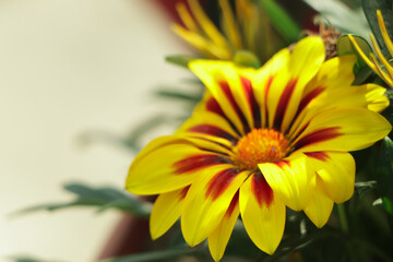 Yellow and orange gazania in garden