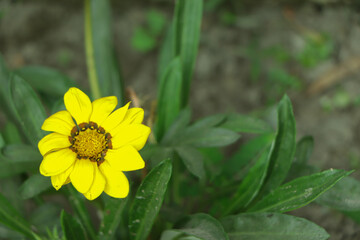 Yellow Gazania or Treasure flower in full bloom, Gazania rigens splendens.