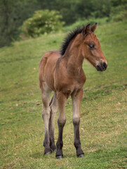 Naklejka na ściany i meble Dartmoor pony foal in closeup.