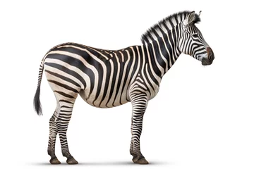 Wall murals Zebra African zebra standing isolated on white background, side view full body 