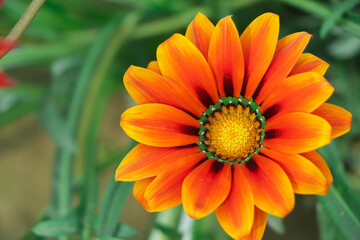 Yellow Gazania or Treasure flower in full bloom, Gazania rigens (aka: Gazania splendens)