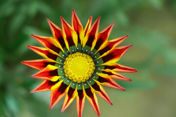 Gazania close-up on bed in summer in park