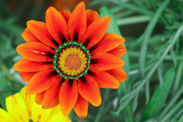 Close up of a Gazania flower, Treasure flower in full bloom, yellow Gazania, Gazania rigens, (aka Gazania splendens)