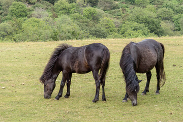 Two Dartmoor ponies grazing, Devon, England.