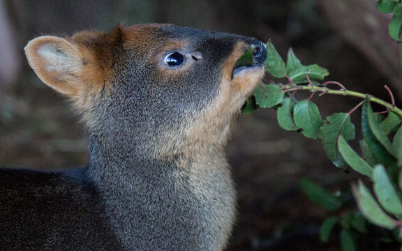 pudu comiendo maqui