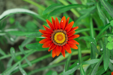 Gazania rigens (syn. G. splendens), sometimes called treasure flower, is a species of flowering plant in the family Asteraceae, native to coastal area of southern Africa