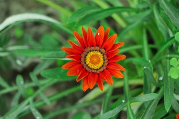 Gazania rigens (syn. G. splendens), sometimes called treasure flower, is a species of flowering...