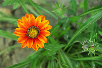 blooming gazania flowers or african daisy in a garden on green background