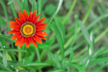 Gazania flower close up. Gazania flower. Gazania. Gazania flower in bloom
